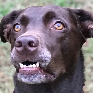 Meet your Posher, Lacey